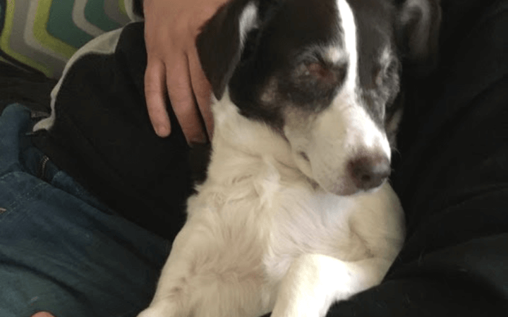 Love is blind for Navy corpsman who adopts starving, visually impaired senior dog