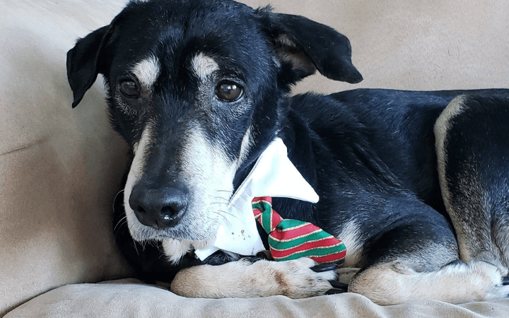 When a bonded pair of dogs breaks so does their Navy veteran’s heart