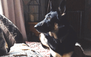 German Shepherd rescue dog and Navy veteran save each other from life's darkest moments