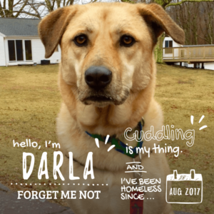 Darla