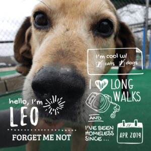 Leo