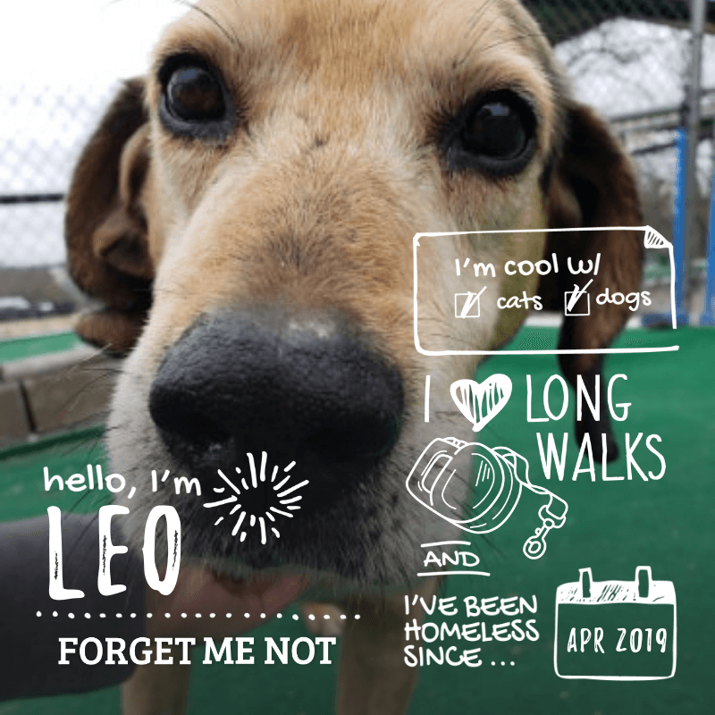 Leo