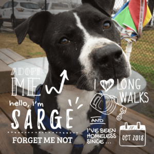 Sarge