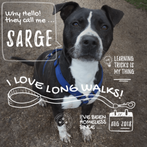 Sarge