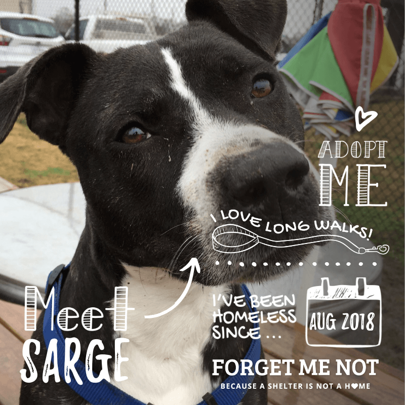 Sarge