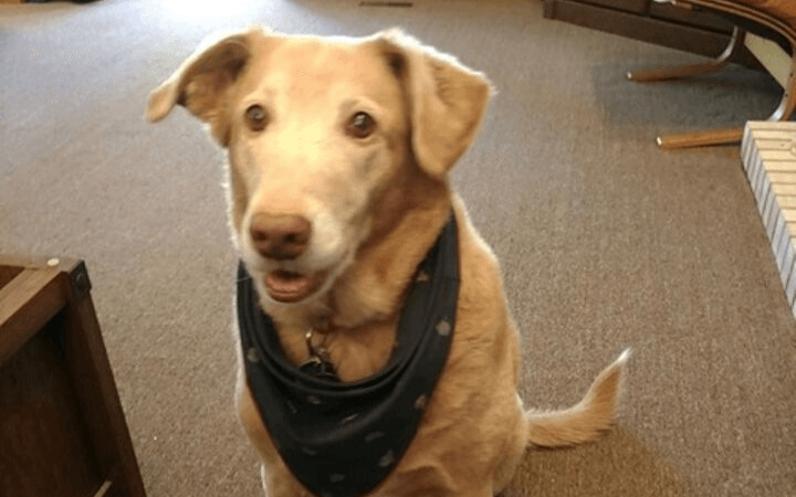 After eight years adopted pup leaves "dog-shaped hole" in her veteran's heart