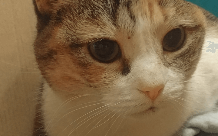Air Force veteran finds cure for loneliness with an adopted senior cat