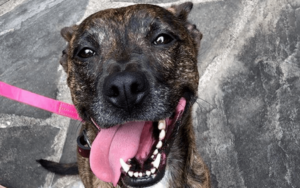 Spotlight on Atlanta Humane Society