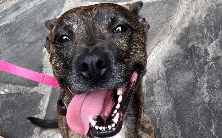 Spotlight on Atlanta Humane Society