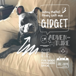 Gidget