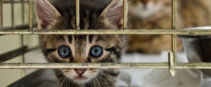 Going from 'no' to 'yes:' how to remove roadblocks to pet adoption