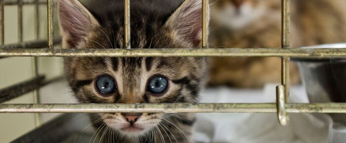 Going from 'no' to 'yes:' how to remove roadblocks to pet adoption