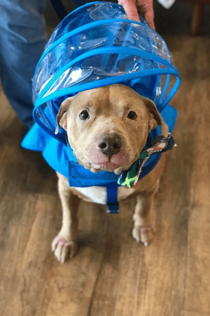 Air Force veteran and special needs Pit Bull make unlikely match