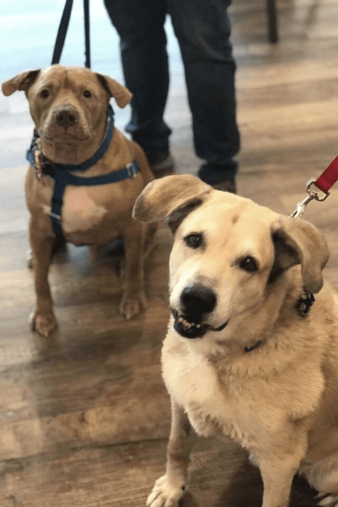 Air Force veteran and special needs Pit Bull make unlikely match