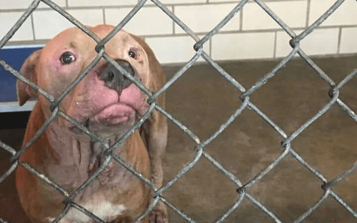 Air Force veteran and special needs Pit Bull make unlikely match