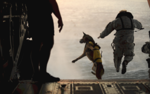 Military working dogs: America's four-legged warriors
