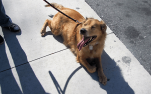 Shelter dog helps Army veteran reclaim her life decades after military sexual trauma