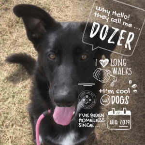 Dozer