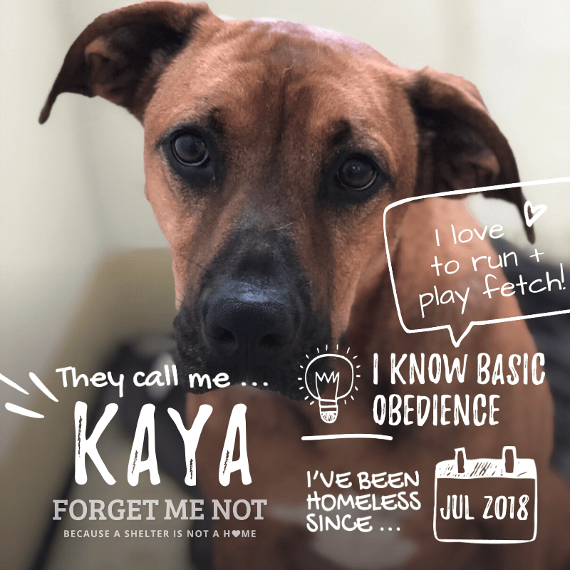 Kaya