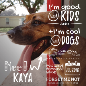 Kaya