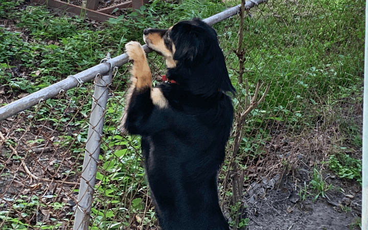 Navy veteran grieving loss of beloved pet is smitten by quirky shelter dog