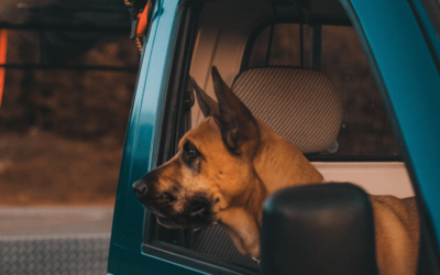 Donate your vehicle to Pets for Patriots