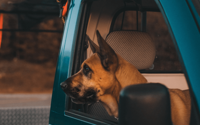 Donate your vehicle to Pets for Patriots