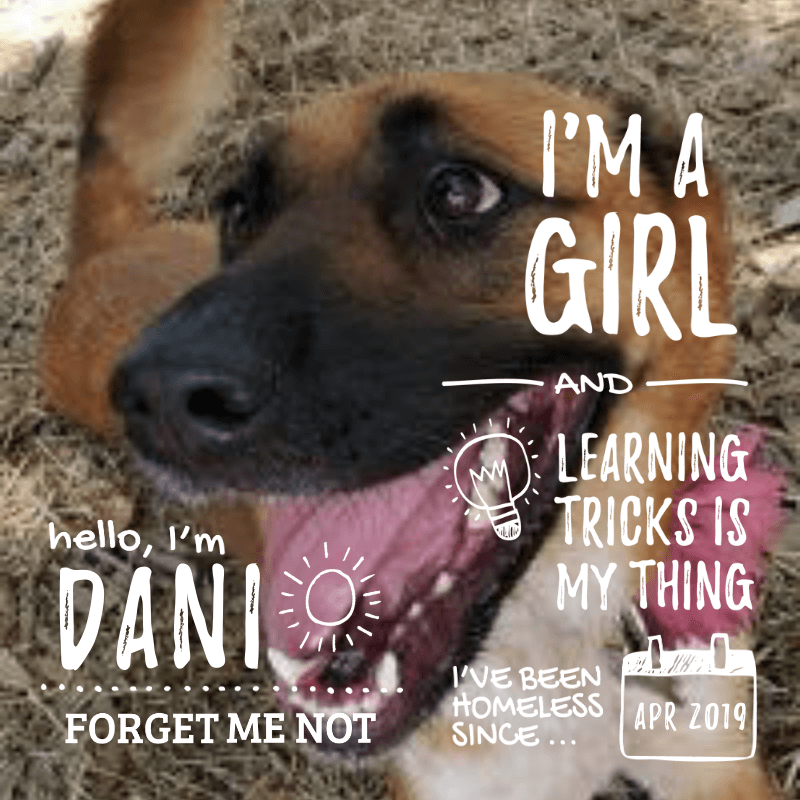 Dani