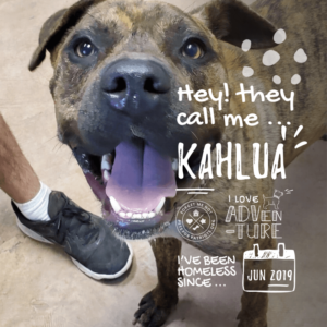 Kahlua