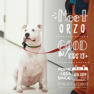 Orzo