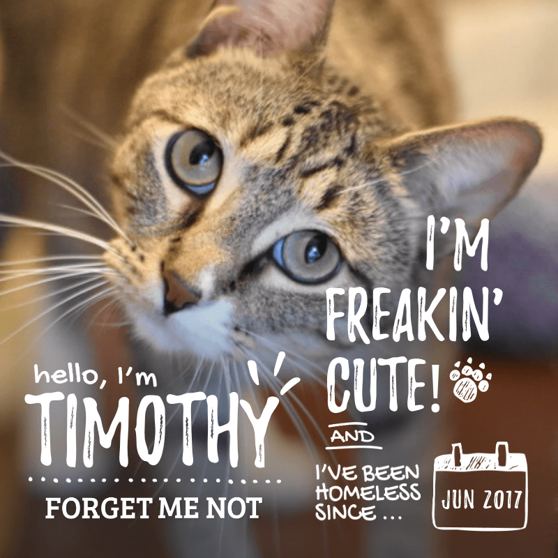 Timothy