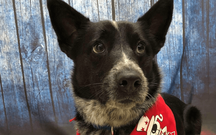 Shelter dog buoys Navy veteran traumatized during post-9/11 deployment