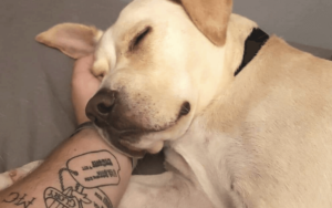 Repeatedly abandoned dog becomes Afghanistan veteran's best friend