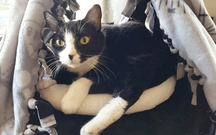 Adult cat makes Army veteran's empty nest feel like home again