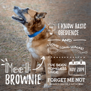 Brownie