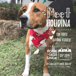 Houdina