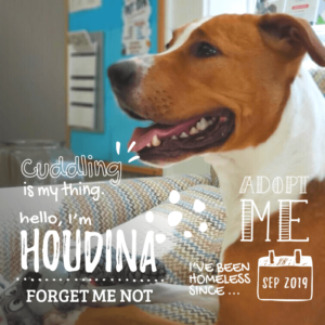Houdina