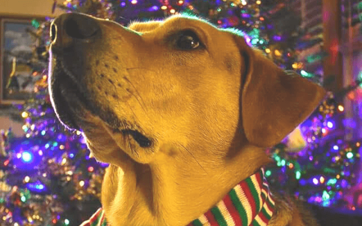 Adopted hound helps Desert Storm veteran navigate life with PTSD