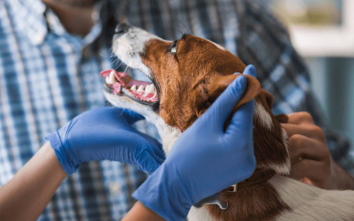 What you need to know about the COVID-19 pandemic and your pets