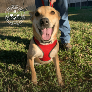 Ladybelle needs an active home to keep her mind and body busy, busy, busy!