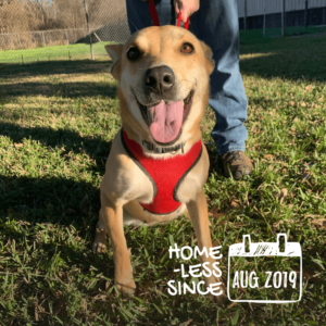 Ladybelle needs an active home to keep her mind and body busy, busy, busy!