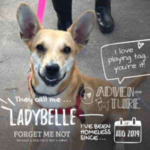 Ladybelle needs an active home to keep her mind and body busy, busy, busy!