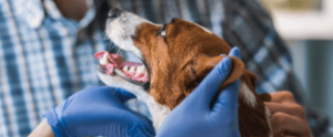 Novel coronavirus (COVID-19) and pets