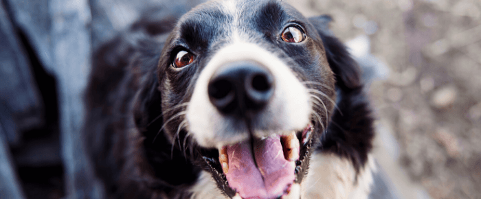 And the winners are: Pets for Patriots top 2019 adoption partners