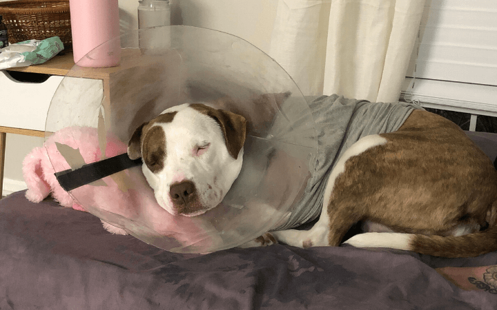 Sailor with rocky childhood guides abandoned Pit Bull through the storm