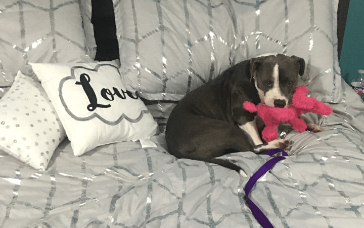 Army soldier gives nervous pocket Pittie the security of a forever home