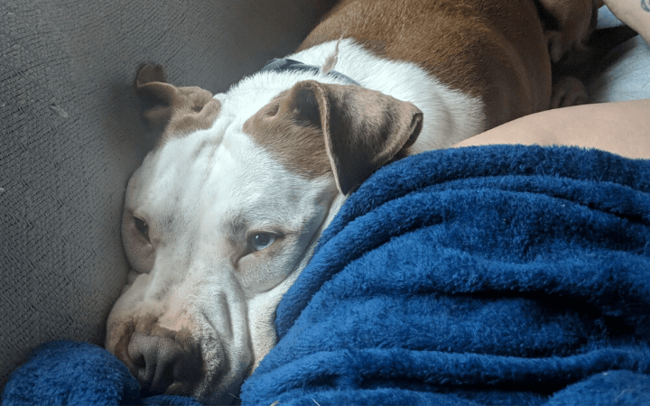 Navy veteran stays afloat with help from rescued cuddly Pit Bull