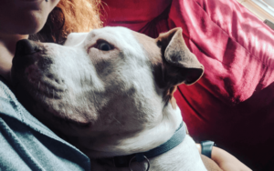 Navy veteran stays afloat with help from cuddle-loving Pit Bull