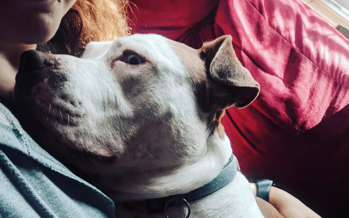Navy veteran stays afloat with help from rescued cuddly Pit Bull