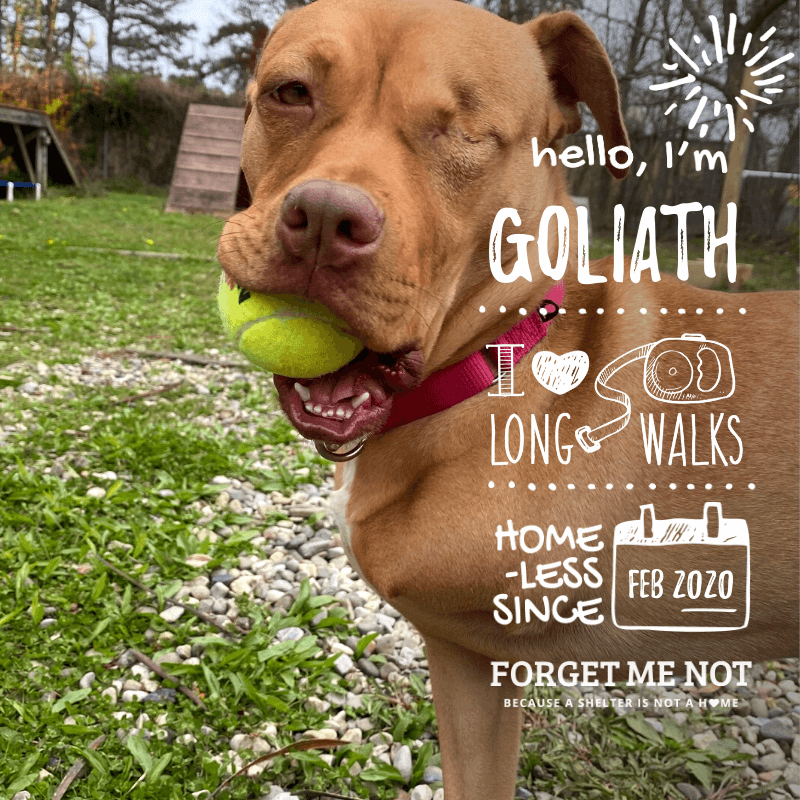 Goliath